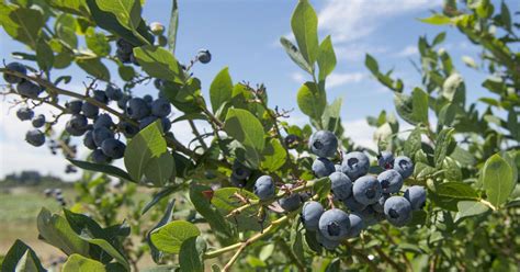 Blueberry Bushes Huge Variety Grow In Your Zone Plantingtree