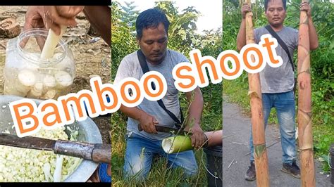 Bamboo Shoot Collection Green Forest Arunachal Pradesh Tribal