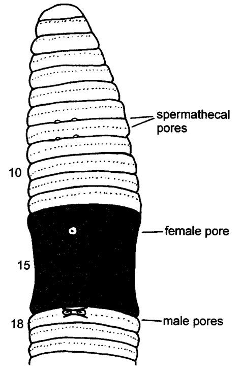 Perionyx Excavatus Ventral View Download Scientific Diagram