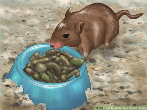 How To Make Your Gerbil Happy 12 Steps With Pictures Wikihow