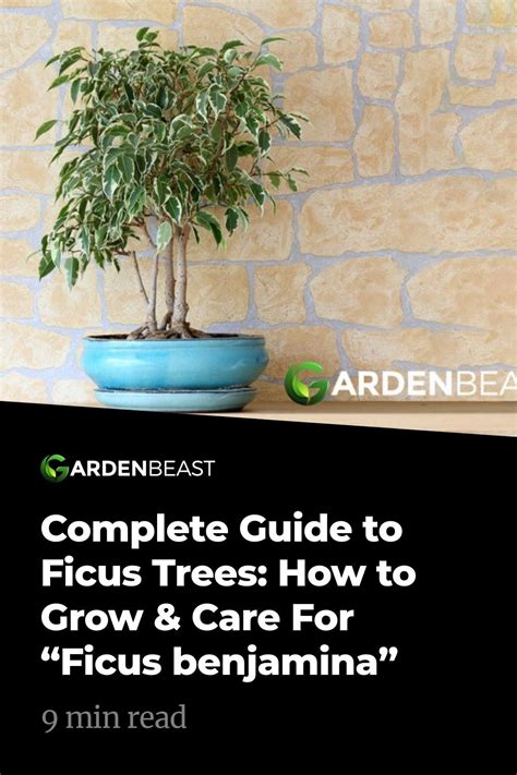 Complete Guide To Ficus Trees How To Grow And Care For Ficus Benjamina