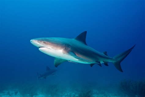 Sydney Harbour shark attack puts Australian swimmers on edge | CNN