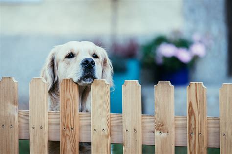 Best Dog Fence Material for Safety | Bravo Fence Company