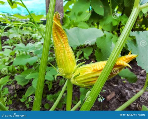 Primer Plano De La Flor Amarilla De Calabac N Que Crece En La Planta De