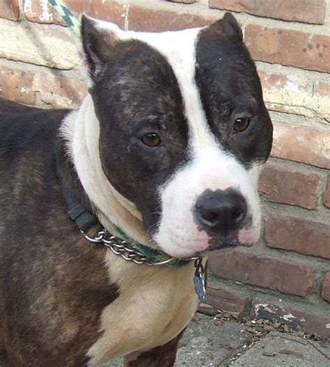 Pit bull mix loves people | NJ.com