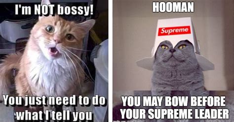 I Can Has Cheezburger? - bossy-memes - Funny Animals Online - Cheezburger