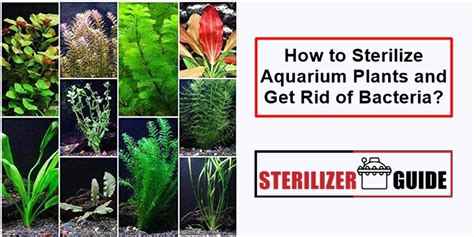 How To Sterilize Aquarium Plants And Get Rid Of Bacteria