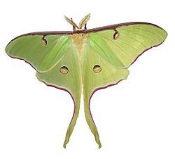 Actias luna Facts for Kids