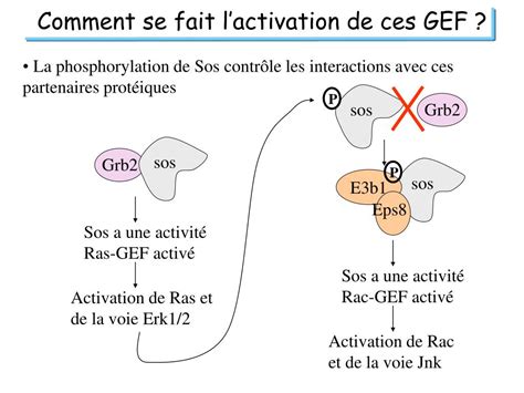 Ppt La Signalisation Intracellulaire Powerpoint Presentation Free