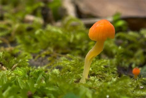 Hongo De Gorro Naranja Gu A General De Macrohongos De Costa Rica I