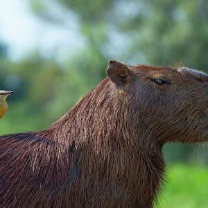 Cercopithecidae (Mammals, Animals) Collection