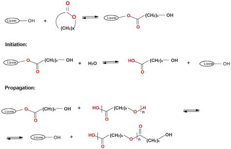 Scheme 303 The Mechanism Of Enzyme Catalyzed Rop Of Lactones