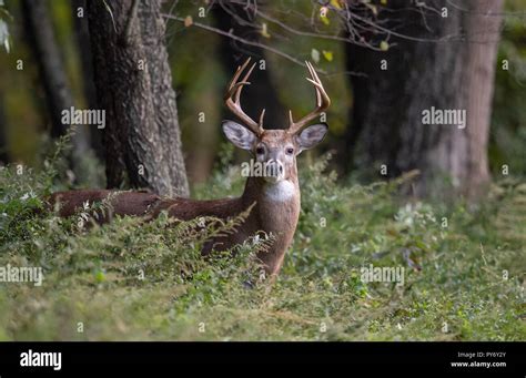 White Tailed Deer Stock Photo - Alamy