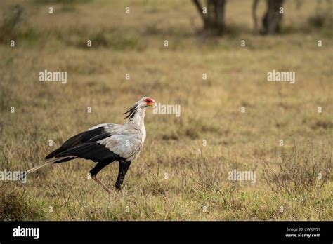 Secretary Bird Sagittarius Serpentarius In Amboseli Stock Photo Alamy