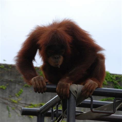 千葉県市川市・動植物園・オラウータン 動物 無料写真素材 あみラボ