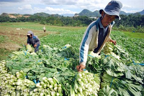 Hasil Pertanian Riau Tetap Stabil Saat Perubahan Cuaca Global