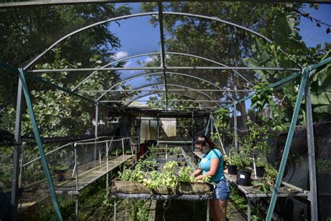 Puerto Rico Halla Un Motor De Crecimiento En La Agricultura Noticias De México Y El Mundo