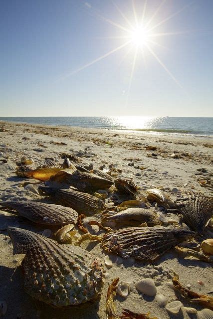 Pin On Gulf Coast Shells