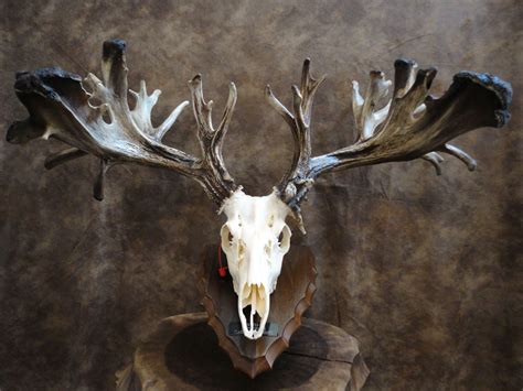 Pin On Skulls Antlers And Artwork