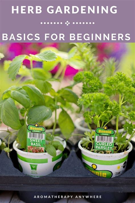 Herb Gardening Basics For Beginners - Aromatherapy Anywhere