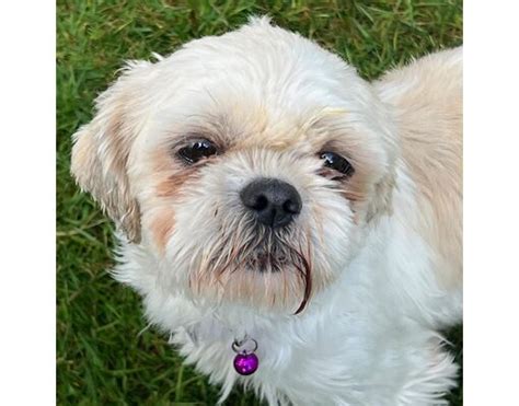 Seattle Wa Shih Tzu Meet Jasmine A Pet For Adoption Adoptapet