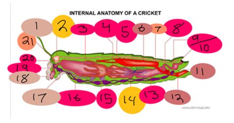 Internal Anatomy of an Insect (cricket) Flashcards | Quizlet