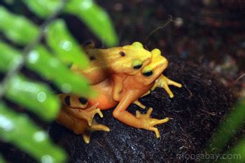 Rainforest frogs - picture slideshow