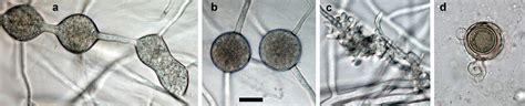 Phytophthora Thermophila Idphy