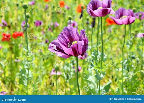 Papaver Somniferum L Poppy Colorful Field Background Stock Photo Stock