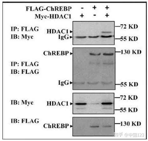 应用——免疫共沉淀（co Ip）结果图解读 知乎