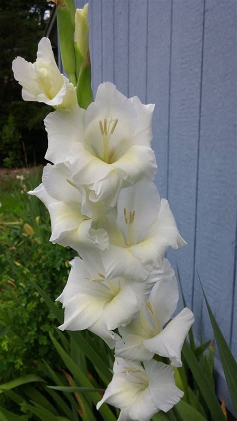 White gladiolus | Gladiolus, Flowers, Color me