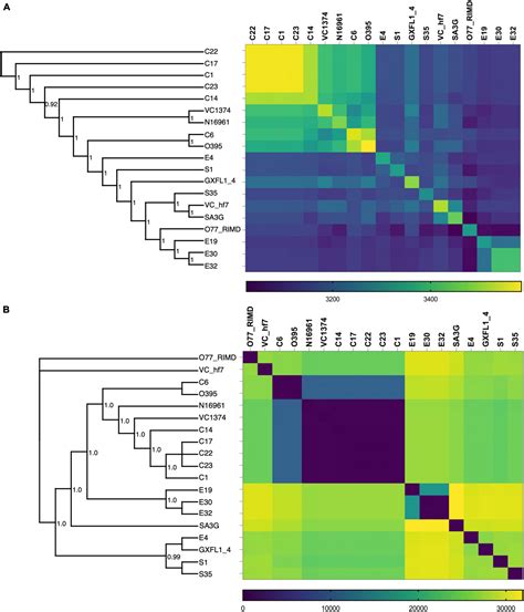 Frontiers Comparative Analysis Of Vibrio Cholerae Isolates From Ghana Reveals Variations In