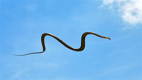 In Southeast Asia, Watch Out for Flying Snakes - Kids Discover