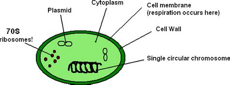 Ribosomes In Prokaryotic Cells