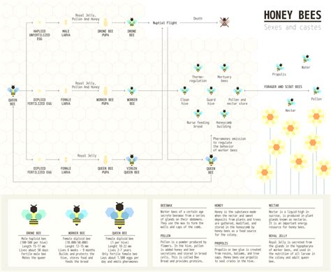 Hives Nests And Jobs Weather And Bees