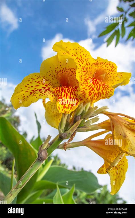 Canna Indica yellow color flowers Stock Photo - Alamy