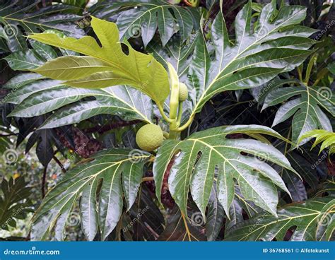 Árbol De árboles Del Pan Del Caribe Imagen De Archivo Imagen De