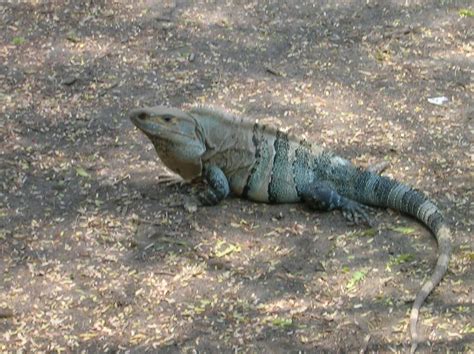 Jo in El Salvador: The wildlife on our trip