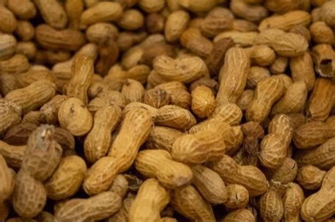 Were Nuts About These Peanut Farms In Florida • Authentic Florida