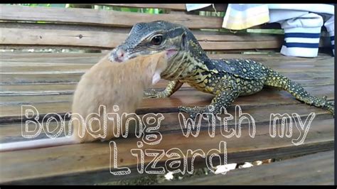 Feeding My Monitor Lizard Youtube