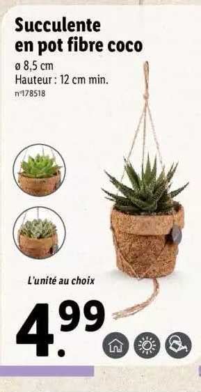 Promo Succulente En Pot Fibre Coco Chez Lidl Icatalogue Fr