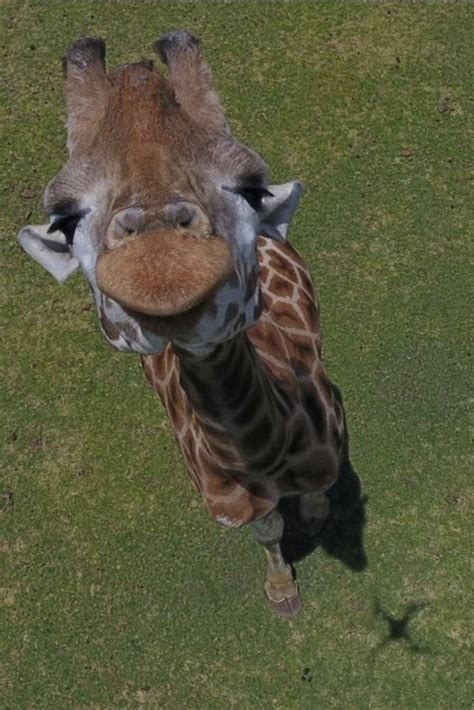 Cat Orman On Twitter A Drone Pic Of A Very Friendly Giraffe To