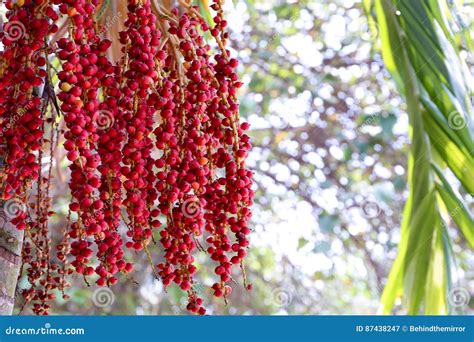 macarthur palm tree   red seed stock image image  immature