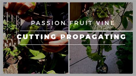 Passion Fruit Cutting And Care How To Root Cuttings Multiply Your