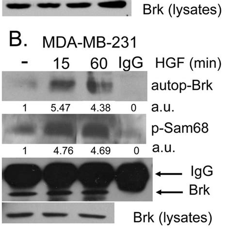 Hgf Activates Brk A In Vitro Kinase Assays Were Performed Using