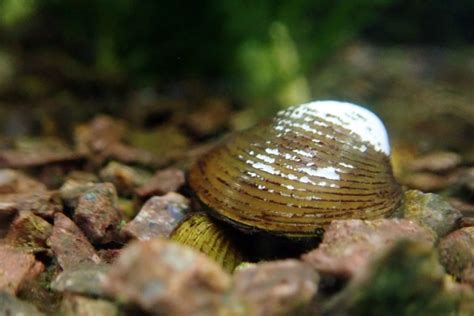 Freshwater Clams Aquarium - Aquariffic Adventures