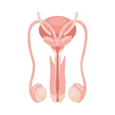 30 Male Reproductive System Diagram Clip Art Stock Illustrations