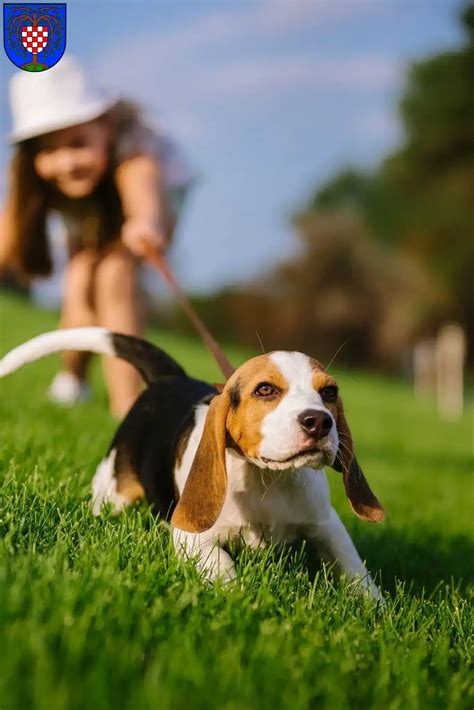 Beagle Z Chter Und Welpen In Birkenfeld Nahe Beaglehund De