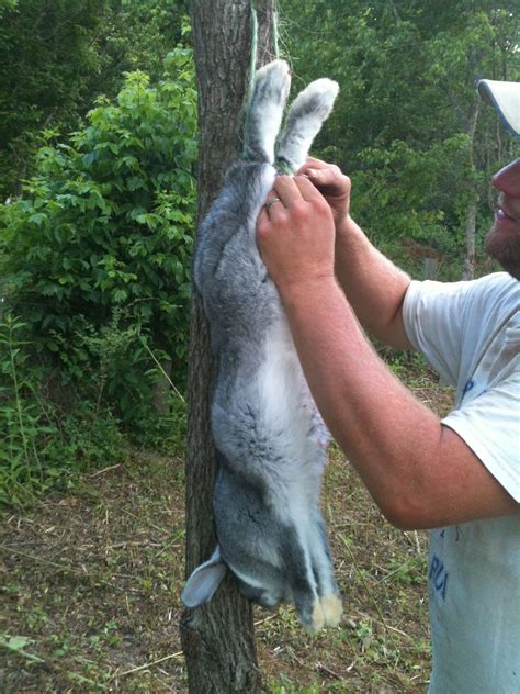 Deaks Farms How To Skin A Rabbit