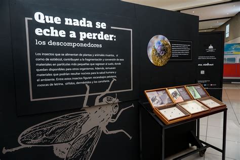 Museo Natural Presenta Exhibición Sobre Insectos Seis Patas En Acción